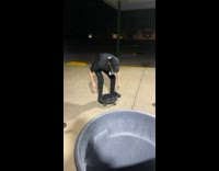 Guy does kickflip off of trash can moving pad