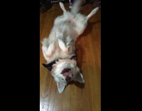 White Dog Black Bandana Whines While Laying On Back