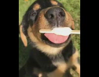 Dog eats ice cream stick treat eyebrows