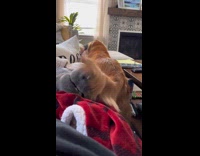 Collab Clips MPUGC - Golden Retriever Dog wags tail hits cat