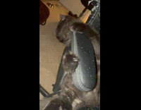 Cat sleeps in weird way  on game chair