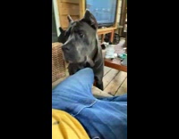 Dog barks after toy is taken 