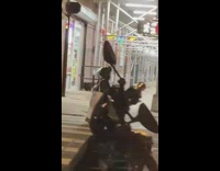 Person wearing oompa loompa outfit crosses the crosswalk
