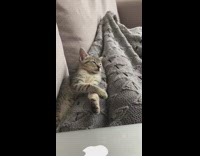 Kitten dozes off wakes up grey blanket