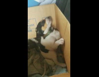 brown white puppy in box with green collar