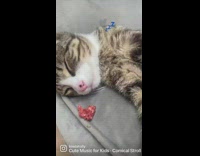 Cat wakes up to the smell of treats 