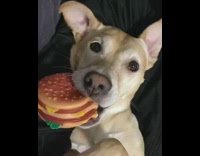 Tan dog chews hamburger toy 