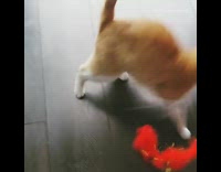 Cat red feather toy brown dessert house 