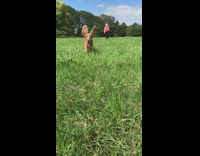 Collab Pets For All - Brown dachshund dog runs ears hit face 