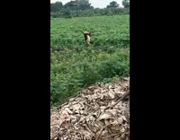 Monkey handstand walk on farm fields