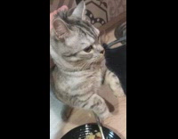 Guy picks cat up by neck food