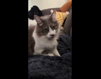 Collab Clips MPUGC - Cat waving tongue out mouth