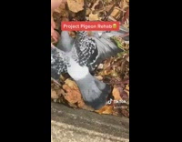 Guy rescues pigeon in bush rehab
