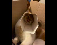 Cat with face in box while other cats fight