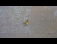 Ants carry dead cockroach up brown wall 