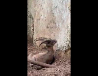 Goat look at woman climb on rock