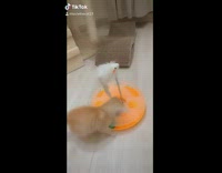 Cat plays with orange toy my boo 