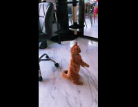 Orange kitten jumps plays with ball stick 