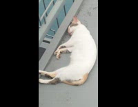 Grey brown white cat sleeps tongue out 