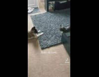 Puppy wrestles with cat 
