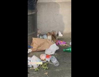 A squirrel digging through trash