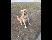 Woman does aggressive encouragement to her dog