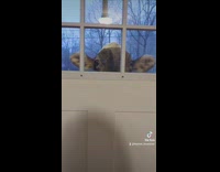 Cow peeks head looks over door glass 