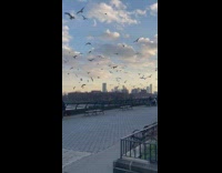 Bunch of birds fly above river 