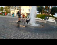 Dog Excitedly Plays with Fountain Water Jet