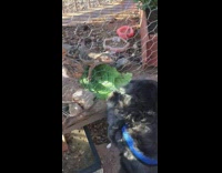 Black dog blue harness bearded dragon reptile 