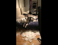 Husky dog pulls stuffing out of mattress 