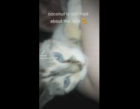 Pet cat angry and growls while carried by a girl