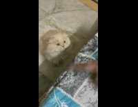 Brown cat looks at moving finger bed 