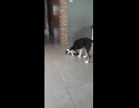 Dog plays plushy toy flips on floor