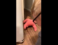 Baby falls when dad blows air on face 