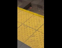 rat under train tracks eats deli slices