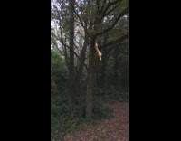 Collab DailyDoseOfInternet - Dried tree leaf floats because of spiders web