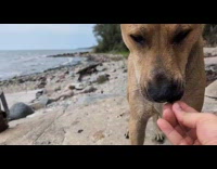Owner gives dog small stick to play
