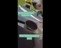 Dog drinks water inside mug girl backyard 