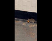 Large rat carry food crawl in subway