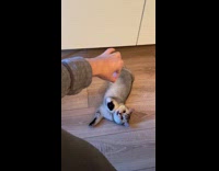 Guy pranks his cat with imaginary rope 