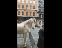 White horse wears rainbow confetti and horn to look like a unicorn on the sidewalk