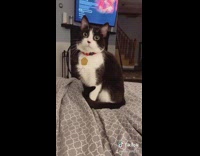 Black white cat tries to catch own tail
