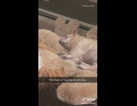 Jasper dog sleeps on teddy bear