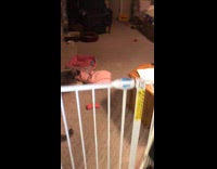 Pet dog destroys pillow while filmer reacts