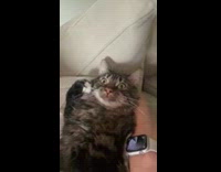 Cat lays on woman with shocked face