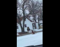 Moose kick dog in the face street