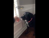 Dog shows teeth hand in face