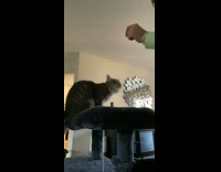 Guy teaches cat how to shake 