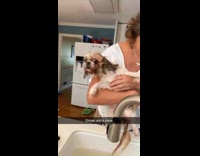 Guy eating watches mom wash dog in sink 